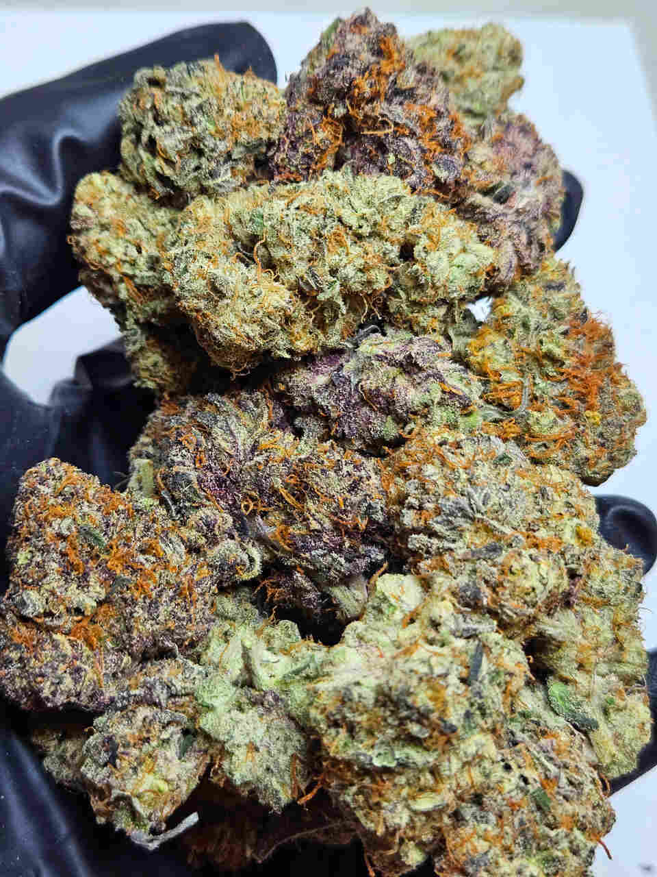 ZLUSH PUPPIES Strain Backpack Boyz